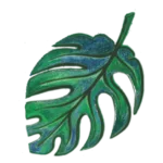 A stylized artistic drawing of a green Monstera deliciosa leaf with blue and emerald shading.