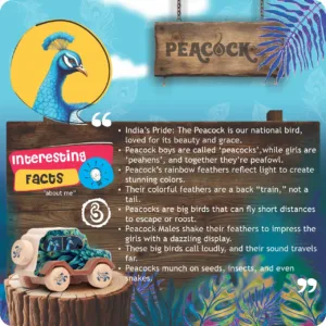 An infographic listing interesting facts about peacocks is next to the wooden toy car.