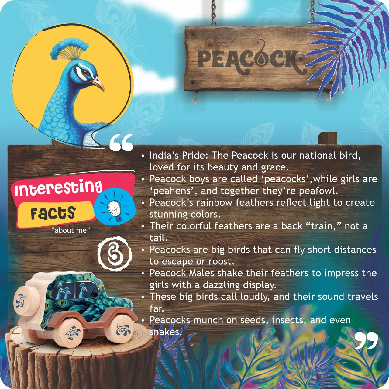 peacock08 An infographic listing interesting facts about peacocks is next to the wooden toy car.
